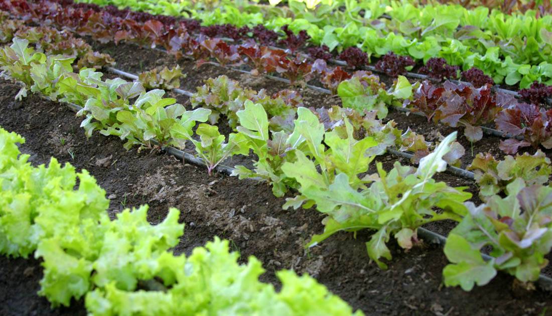 estruvita-biofertilizante-aguas-residuales|estruvita-biofertilizante-aguas-residuales